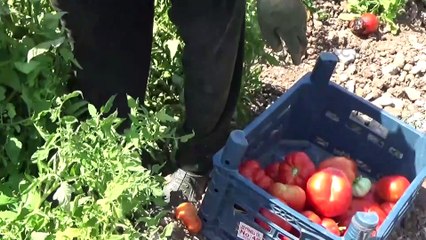 Dede yadigarı tohumlardan yetişen 'Bulanık domatesi' üreticisini sevindiriyor - KAHRAMANMARAŞ