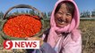 Story of Moderately Prosperous China: Goji berries farmer