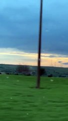 Castel del Monte: mandria di cinghiali attraversa la strada