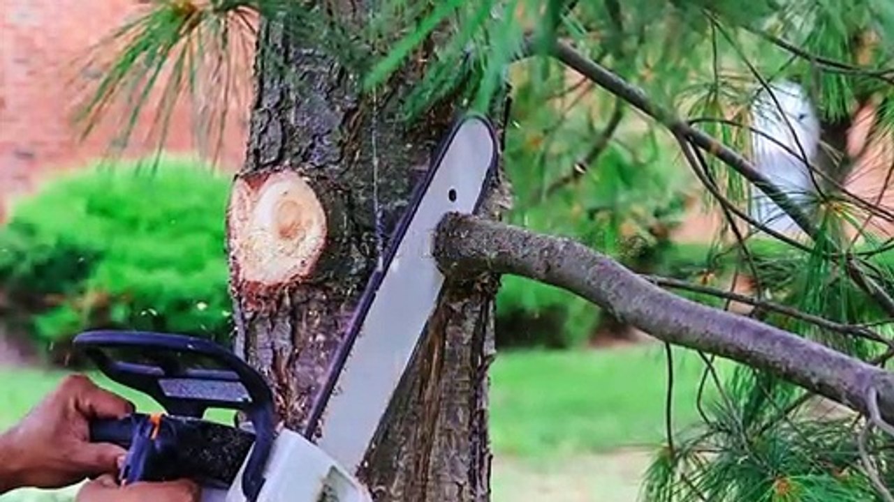 Palacios Tree Service