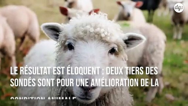 Fourrure, élevage, animaux dans les cirques : les Français veulent un meilleur bien être pour les animaux