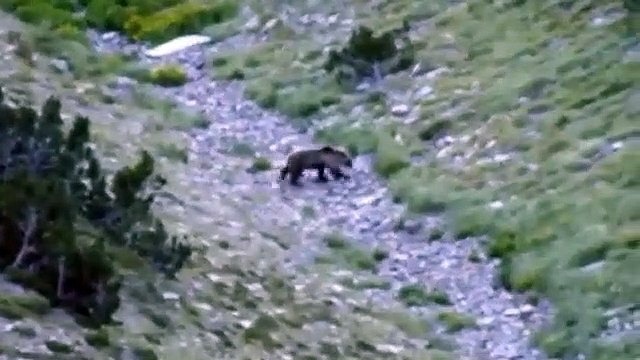 Un ours filmé de très prés par un randonneur en Andorre
