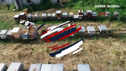 Arılar iklim değişikliği nedeniyle yok olma tehlikesiyle karşı karşıya