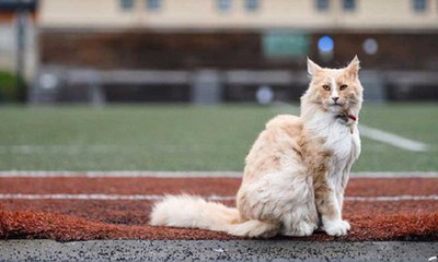 El famoso gato 'Mittens' compite contra la primera ministra y la directora de salud como el neozelandés del año