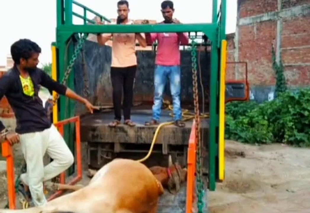 सड़क पर पड़ी गाय को नगर पालिका ने पहुंचाया गौशाला