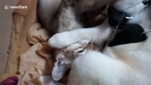 This dog and cat duo in India are best friends and do everything together