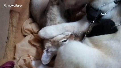 This dog and cat duo in India are best friends and do everything together