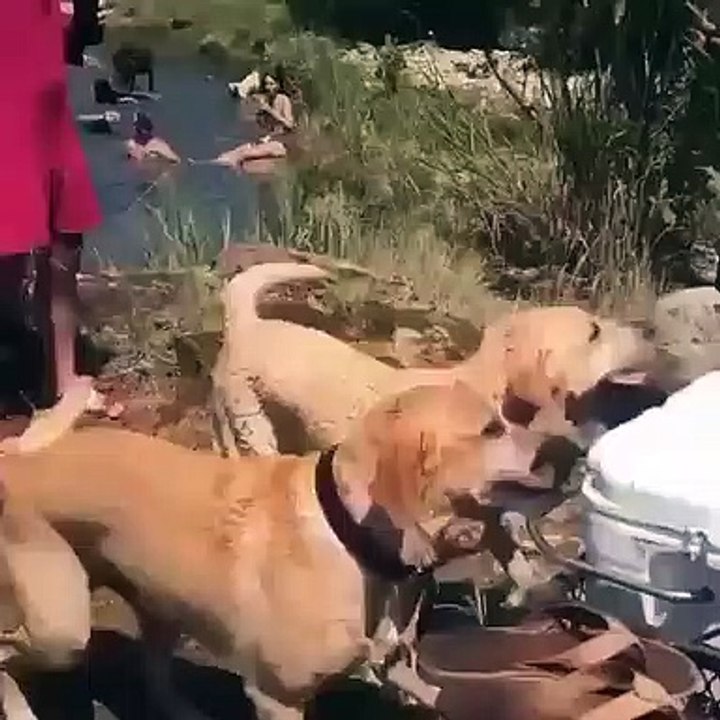 Quando um cão faz questão de provar aos amigos do dono quem realmente é o seu melhor amigo...