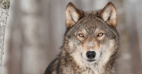 Aux États-Unis, l'abattage des loups continue dans l'État de Washington