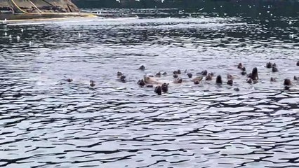 Steller Sea Lions