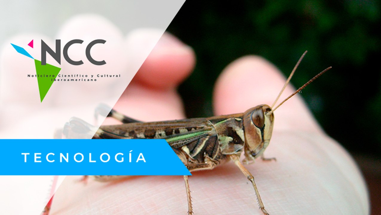 Plaga de langostas avanza por Argentina y mantiene en alerta a Brasil
