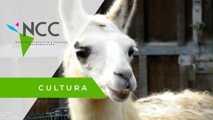 “Llama a una llama”, una singular oferta de turismo virtual en Bolivia