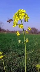 Mustard flowers | honey bee