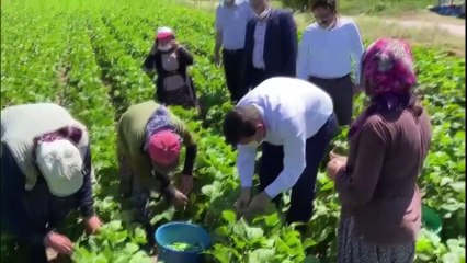 İnsuyu fasulyesi 3 lira 60 kuruştan alıcı buluyor - BURDUR
