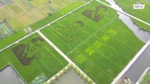 Chinese farmers create rice field murals of medical experts