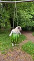 Pug Swinging in a Watermelon Swing