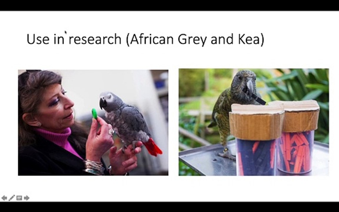 Can the Greater Vasa Parrot Solve the String-Pulling Problem? Yes!