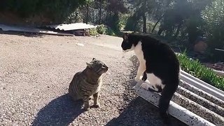Cat fight 2