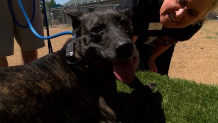 Adopt Your Dream Dog At Yavapai Humane Society