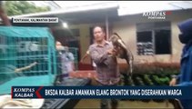 BKSDA Kalbar Evakuasi Elang Brontok dari Warga