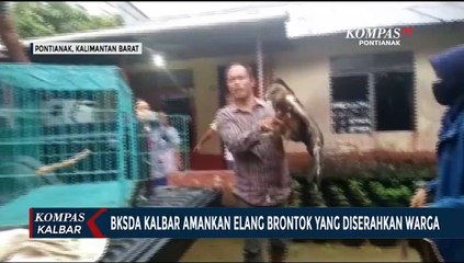 Descargar video: BKSDA Kalbar Evakuasi Elang Brontok dari Warga