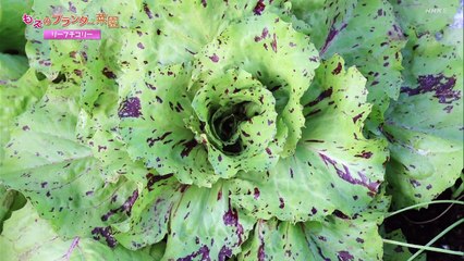 やさいの時間　もえのプランター菜園▽華やかな個性派　リーフチコリー