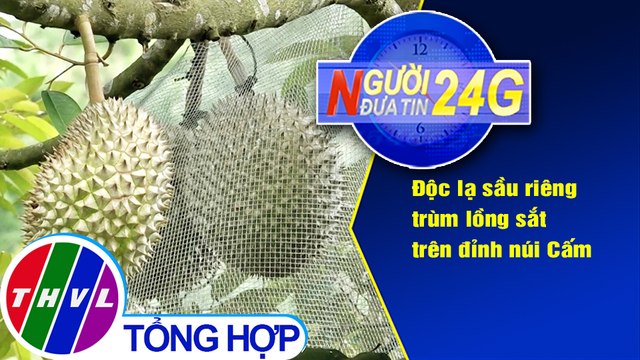 Người đưa tin 24G (18g30 ngày 21/8/2020) - Độc lạ sầu riêng trùm lồng sắt trên đỉnh núi Cấm
