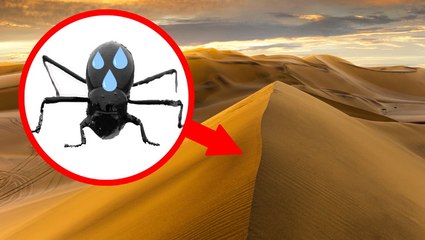 How scientists are creating technology based on a beetle's exoskeleton that could help end water scarcity