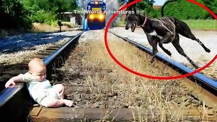 5 खतरनाक जानवर जिन्होंने दूसरों की जान बचाई