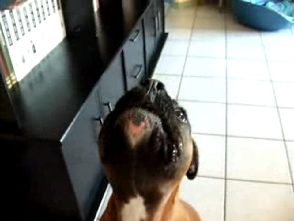 boomer chante