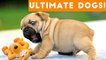 Ultimate FUNNY DOGS & CUTE PUPPIES of 2018 _ Try Not to Laugh Animals & Pets Compilation April