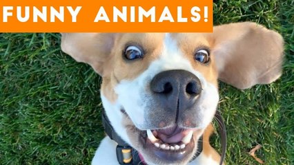 Funniest Pets of the Week Compilation December 2017 _ Funny Pet Videos