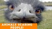 Funny Pets & Animals Scaring People Candid Reaction Comp April 2018 _ Try Not to Laugh Animals
