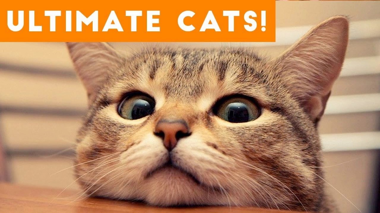 Ultimate FUNNY CAT and KITTEN Compilation of 2017 _ Funny Pet Videos