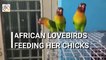 African Lovebirds Feeding Her Chicks