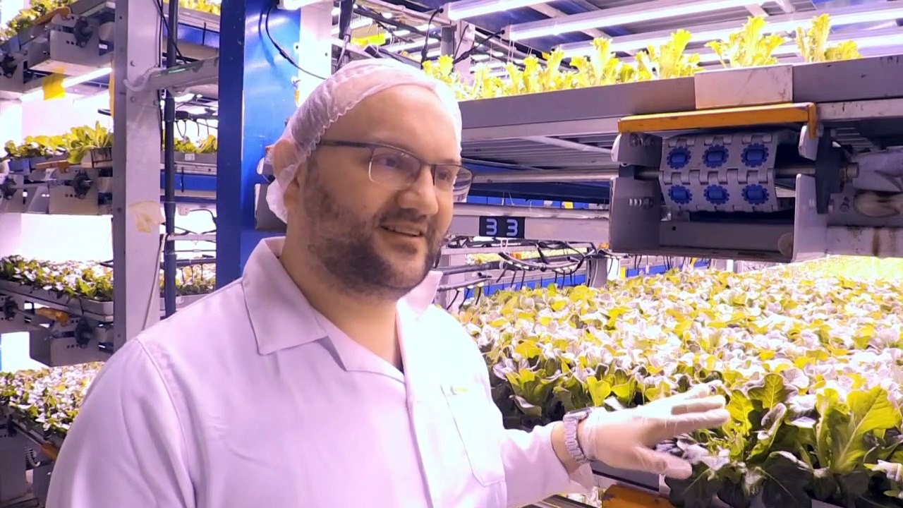 Gemüse aus der Wüste: Dubai setzt auf Selbstversorgung