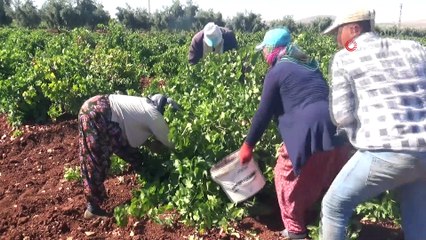 'Kilis karası üzüm' kurutulmaya bırakılıyor