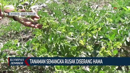 Tải video: Tanaman Semangka Rusak Diserang Hama, Petani Gagal Panen dan Rugi