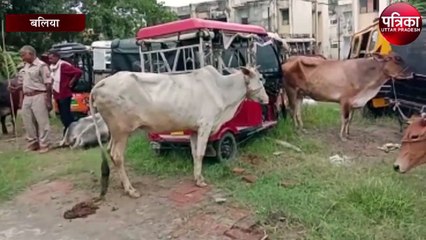 सरकार की लाख कवायद के बाद भी नहीं रुक रहा पशु तस्करी