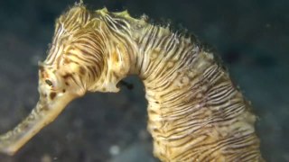 Zebra-striped Seahorse