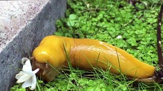 banana_slug_eats_flower_(fast_motion)