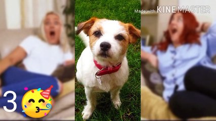 {Hindi}Dogs who got a new look after visiting groomer.Amazing dogs after being groomed.