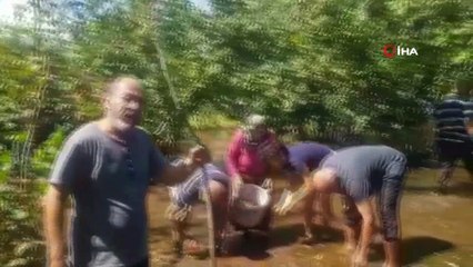 Sağanak sonrası suda yüzen fındıkları topladılar