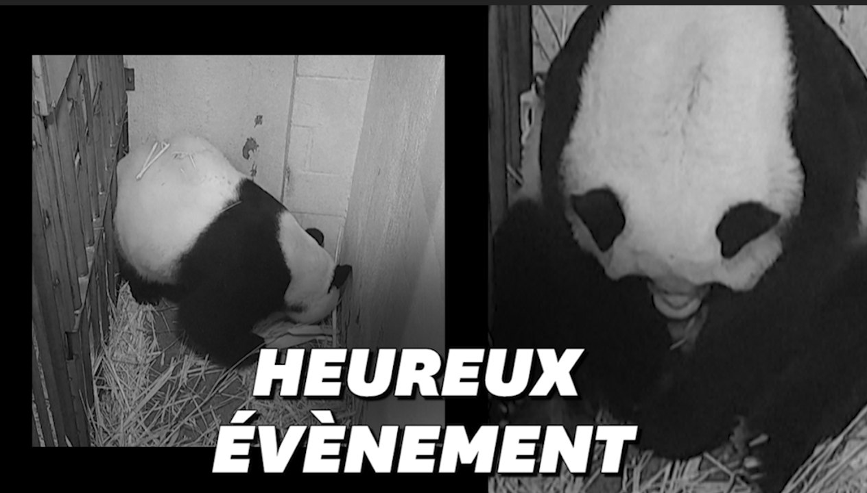 Les images de la naissance d'un bébé panda au zoo de Washington