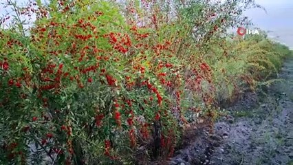 Aksaray’ın gençlik iksiri 'Goji Berry' hücreleri yeniliyor
