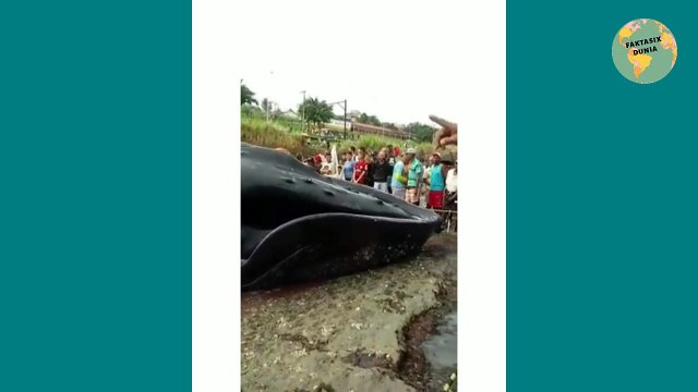Seekor Ikan Paus Terdampar, Warga Berusaha Menyiram Air