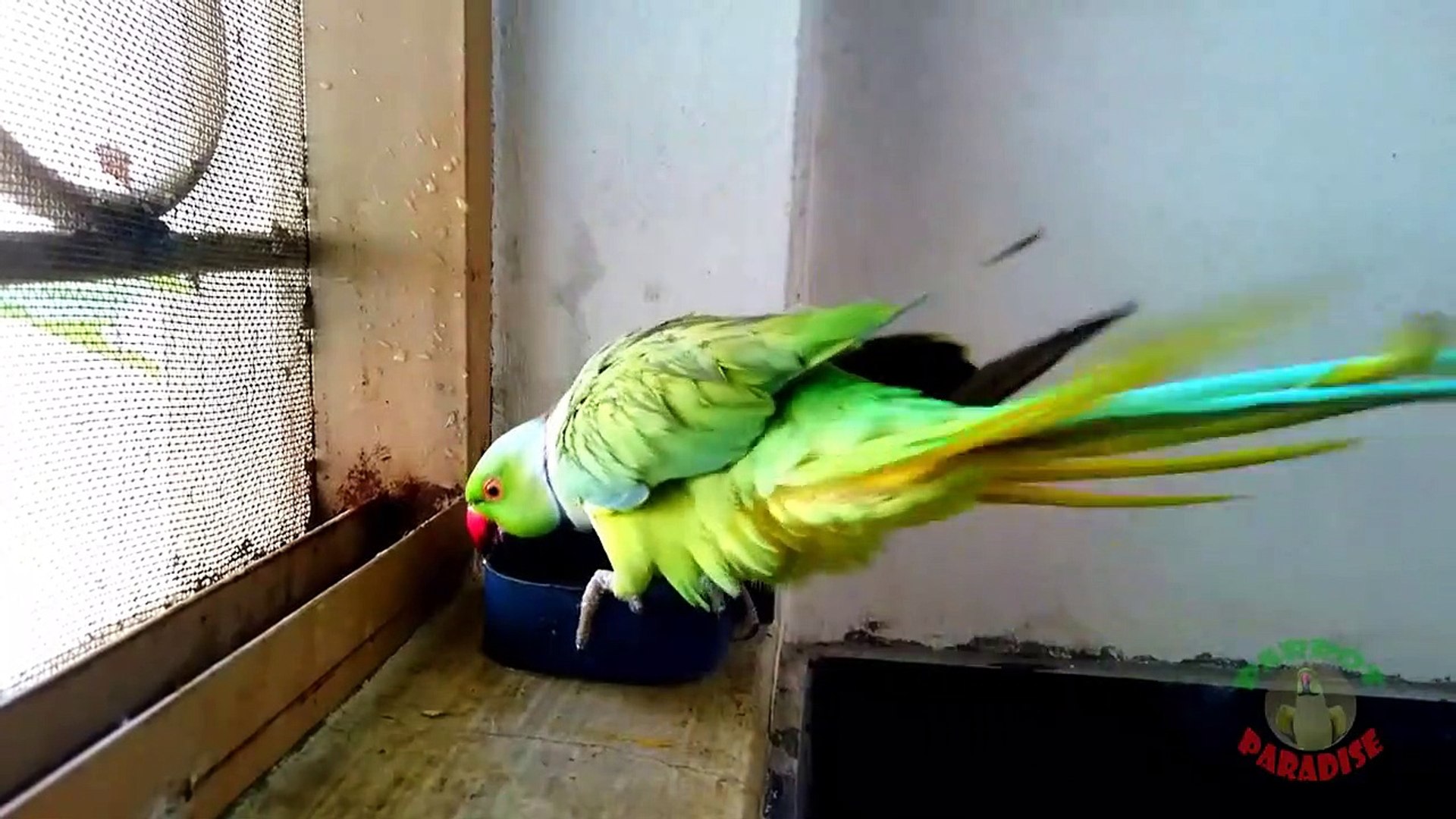 ⁣Indian Ringneck Parrot Having a Bath
