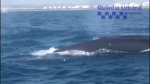 Cortan el tráfico marítimo en Barcelona por la presencia de una familia de ballenas