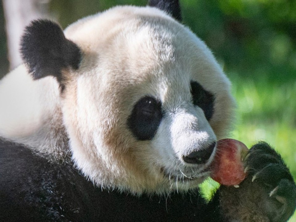 Geburt im Livestream: Süßer Pandanachwuchs in Washington