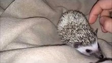 My new pet Hedgehog...named Flex  -)